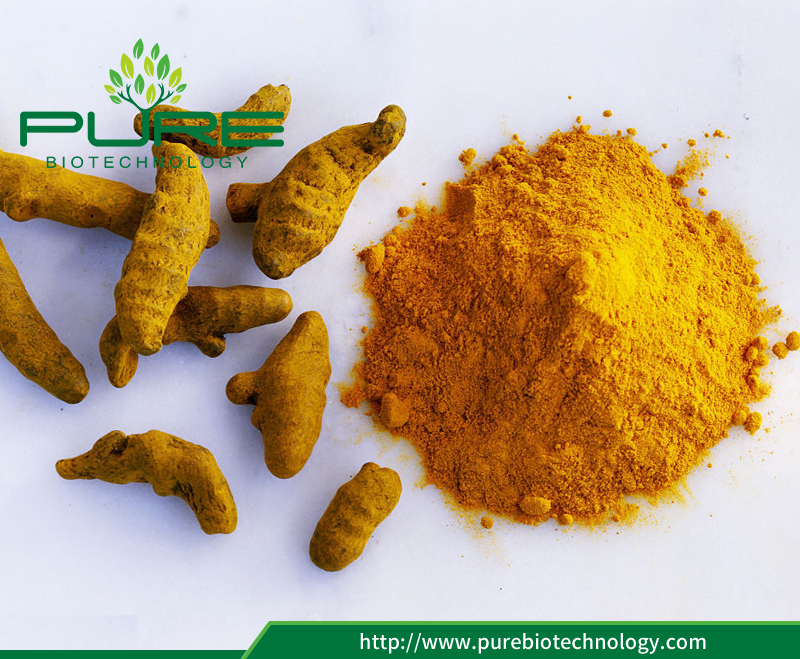 Dried Turmeric Powder China Manufacturer